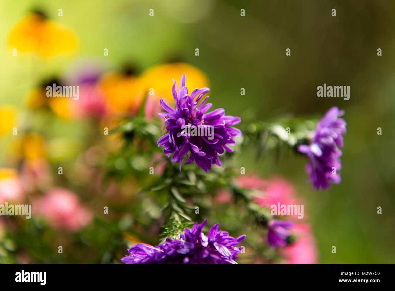 Asters couleur dans Chalet jardin Banque D'Images