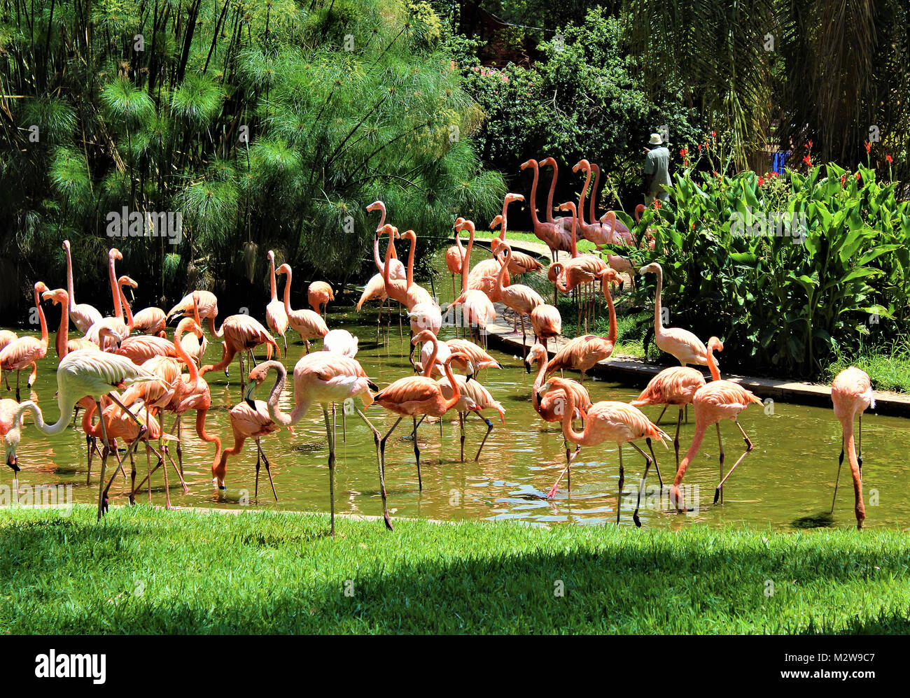 Goup de flamants au zoo de Pretoria, Afrique du Sud Banque D'Images