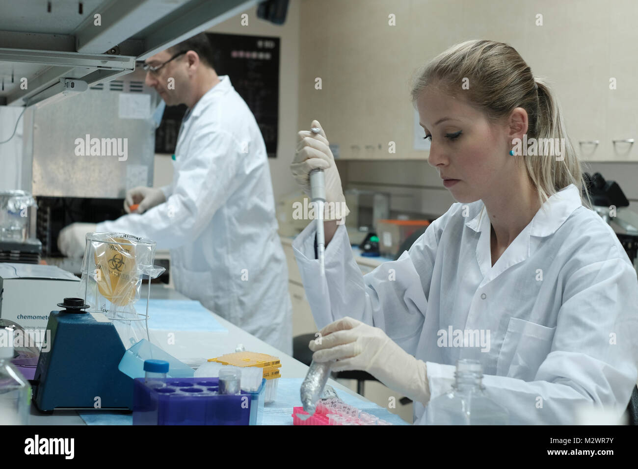 Alina Chercheur Freiman viabilité de cellules d'essais dans les laboratoires de biotechnologie israélienne société Biogroup Bonus qui l'application de techniques novatrices pour fournir viables issus du génie tissulaire des greffons osseux situé dans le parc high-tech de Matam de Haïfa, Israël. Biogroup Bonus goes public avec sa technologie unique au monde permettant la croissance de vivre et active le tissu humain en dehors du corps avec de bons résultats d'essai clinique dans laquelle les patients s'lab-cultivé le tissu osseux à partir de cellules adipeuses du patient lui-même et le repiquage dans une chirurgie minimalement invasive par la technique d'injection. Banque D'Images