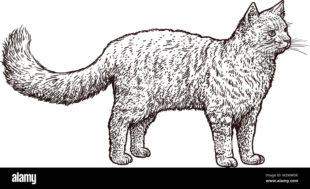 Chat Debout Illustration Dessin Gravure Encre Dessin Au Trait 