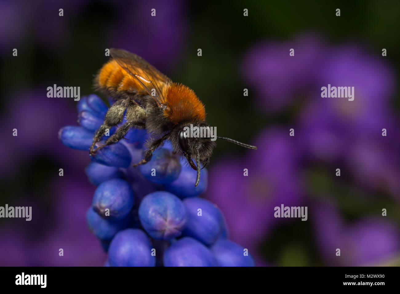 Une femme Tawny Mining-bee (Andrena fulva) sur un globe fleur jacinthe. Banque D'Images