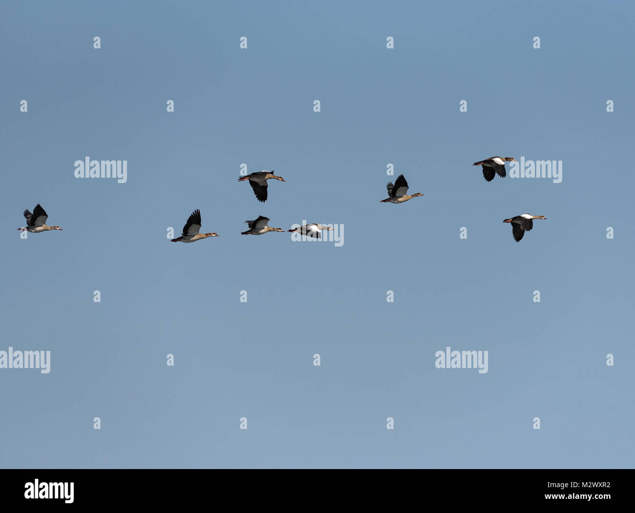 Petit rassemblement d'oies de l'Afrique (Alopochen aegyptiaca) dans le ciel au-dessus de la rivière Zambèze en Zambie Banque D'Images