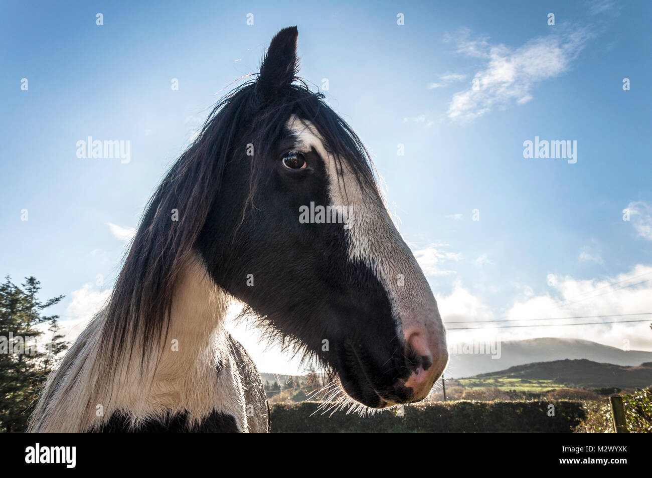Portrait de cheval dans un champ dans le comté de Donegal, Irlande Banque D'Images