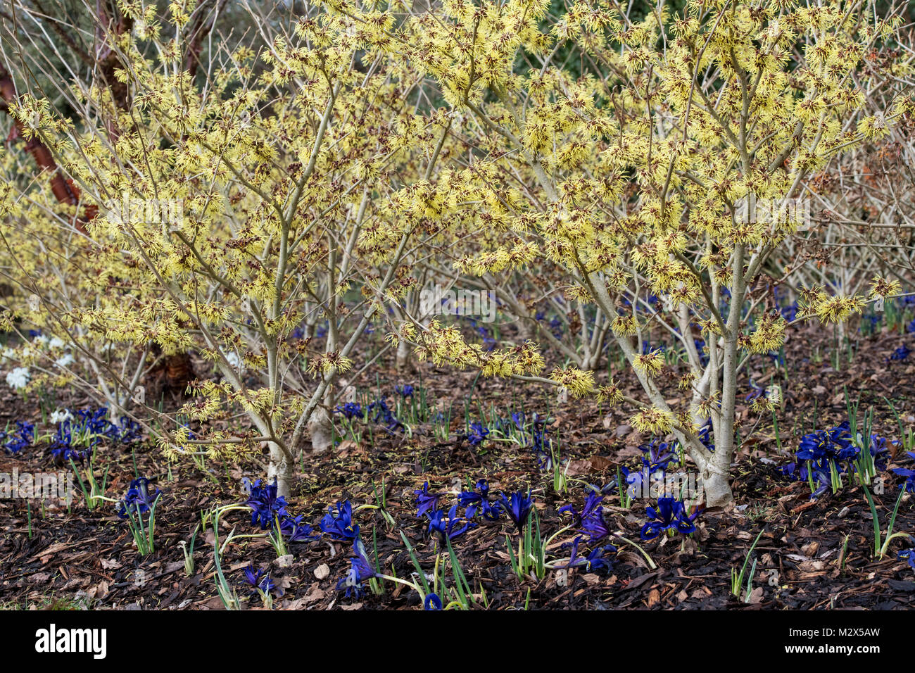 Hamamelis x intermedia 'Pallida'. L'hamamélis 'Pallida' la floraison en hiver. RHS Wisley Gardens, Surrey, UK Banque D'Images