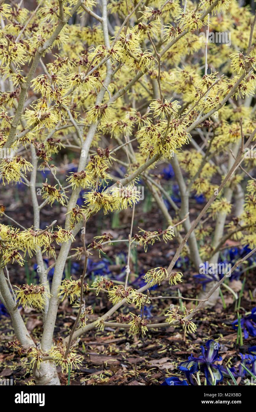 Hamamelis x intermedia 'Pallida'. L'hamamélis 'Pallida' la floraison en hiver. RHS Wisley Gardens, Surrey, UK Banque D'Images