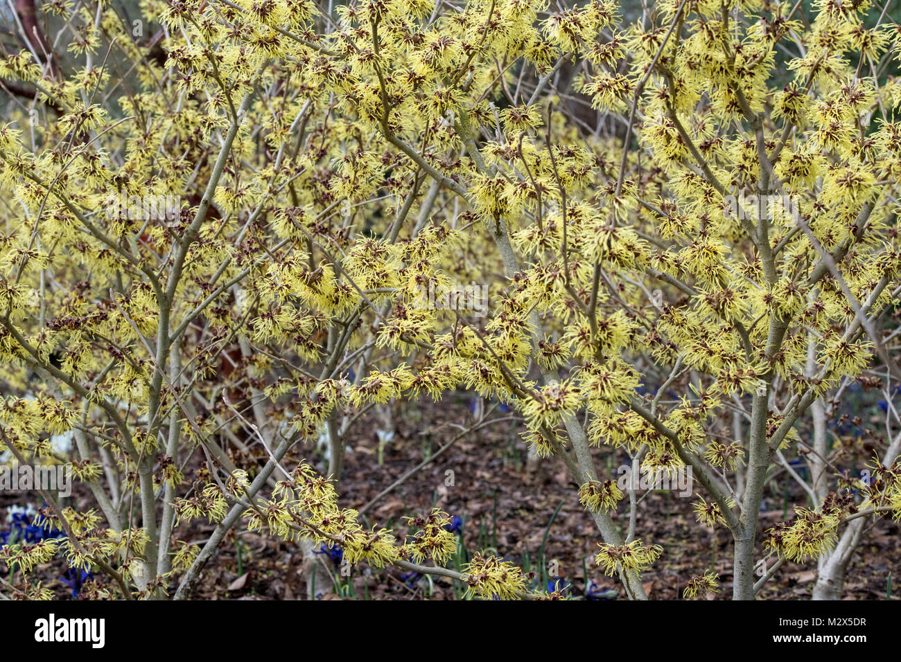 Hamamelis x intermedia 'Pallida'. L'hamamélis 'Pallida' la floraison en hiver. RHS Wisley Gardens, Surrey, UK Banque D'Images
