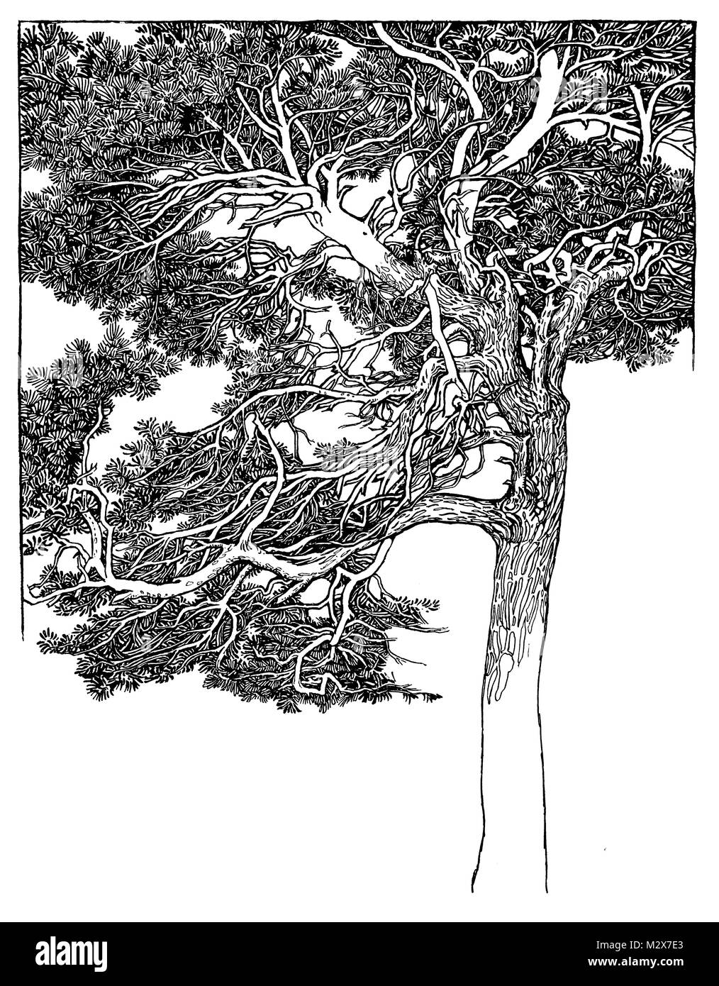 Étude de Scotch Sapin, line illustration design par Mary Jane Newill de 1895 Le Studio un magazine illustré de fines et arts appliqués Banque D'Images