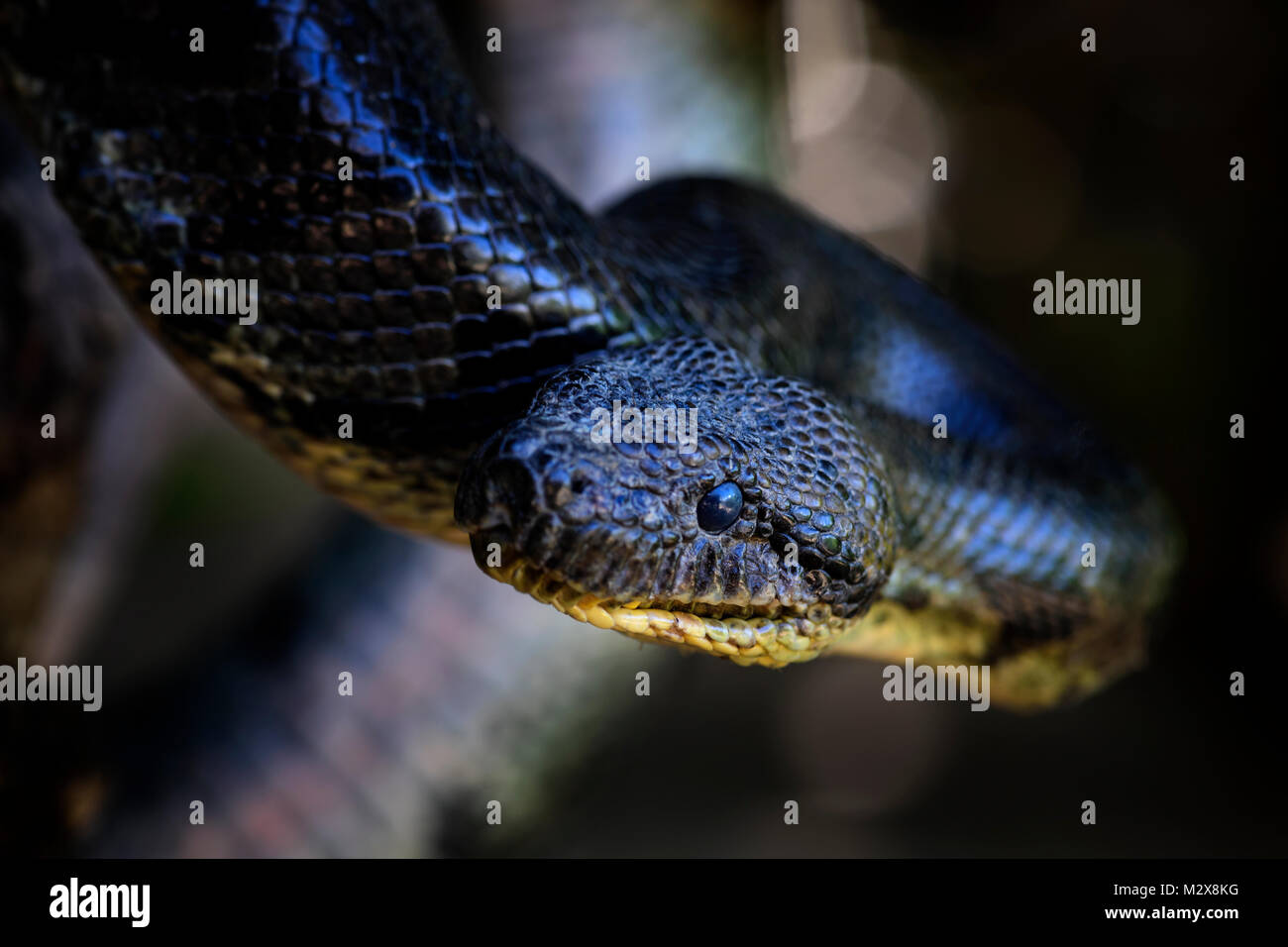 Madagascar - Boa Acrantophis madagascariensis, le plus grand serpent des forêts de Madagascar. Serpent endémique. Banque D'Images