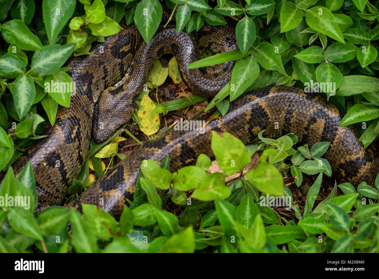 Madagascar - Boa Acrantophis madagascariensis, le plus grand serpent des forêts de Madagascar. Serpent endémique. Banque D'Images