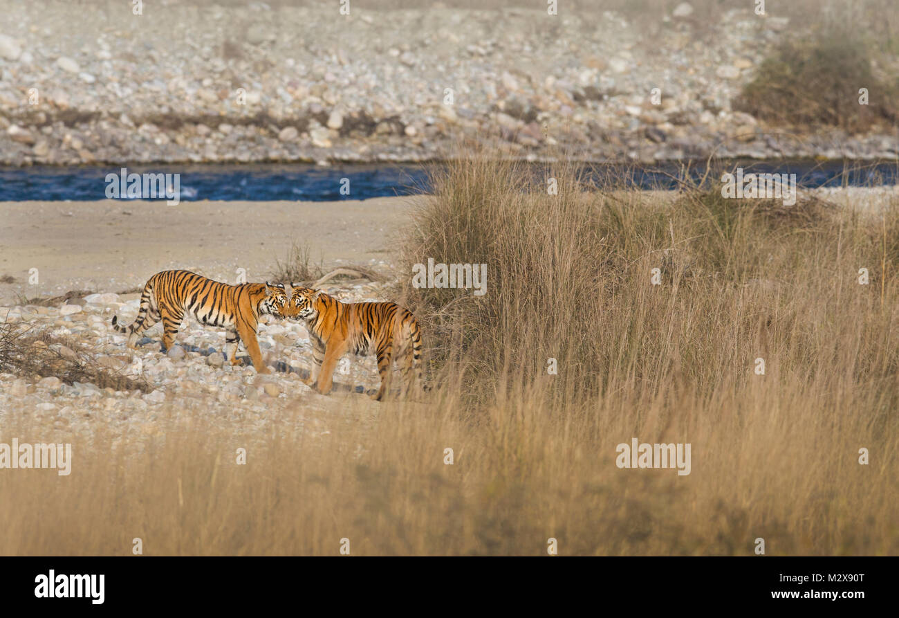 Mère et son petit tigre du Bengale à corbett national park Banque D'Images