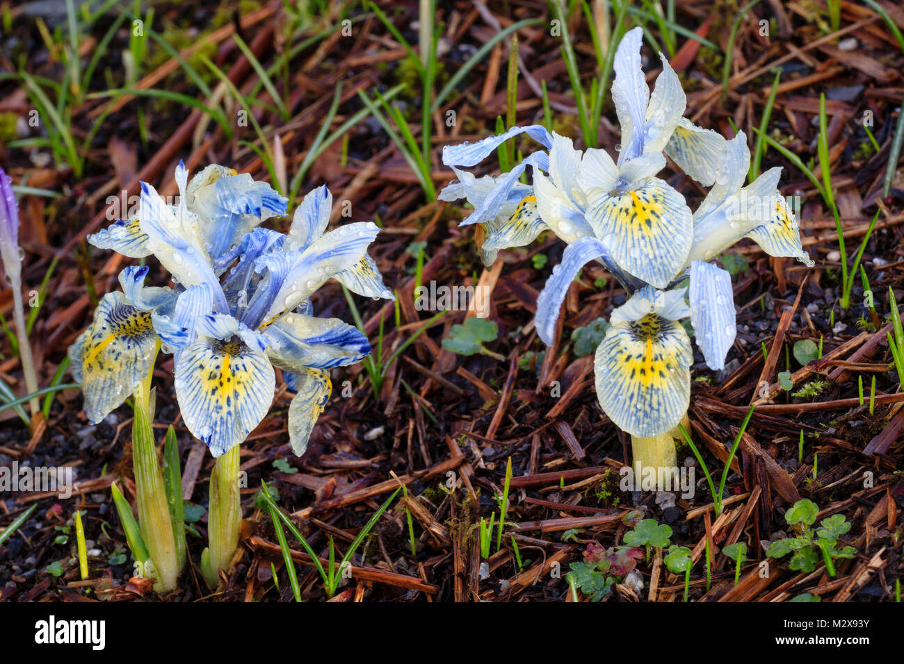 À gorge jaune fleurs bleu pâle de la floraison d'hiver nain iris, Iris reticulata 'Katharine Hodgkin' Banque D'Images