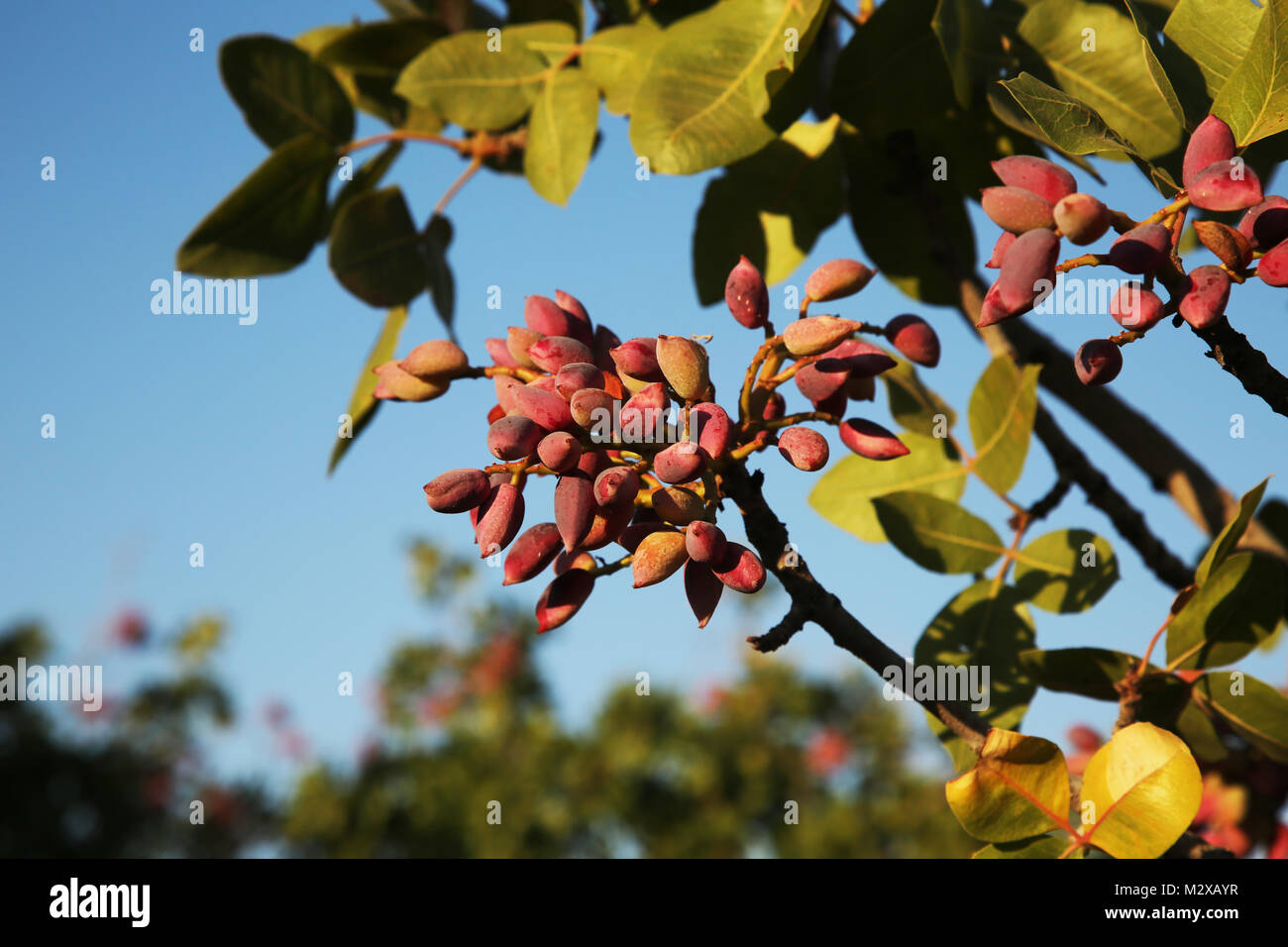 Pistaches poussent sur l'arbre en août dans le jardin de pistache à Gaziantep. Les pistaches sur une branche du pistachier. La lumière du jour. Close-up. Banque D'Images