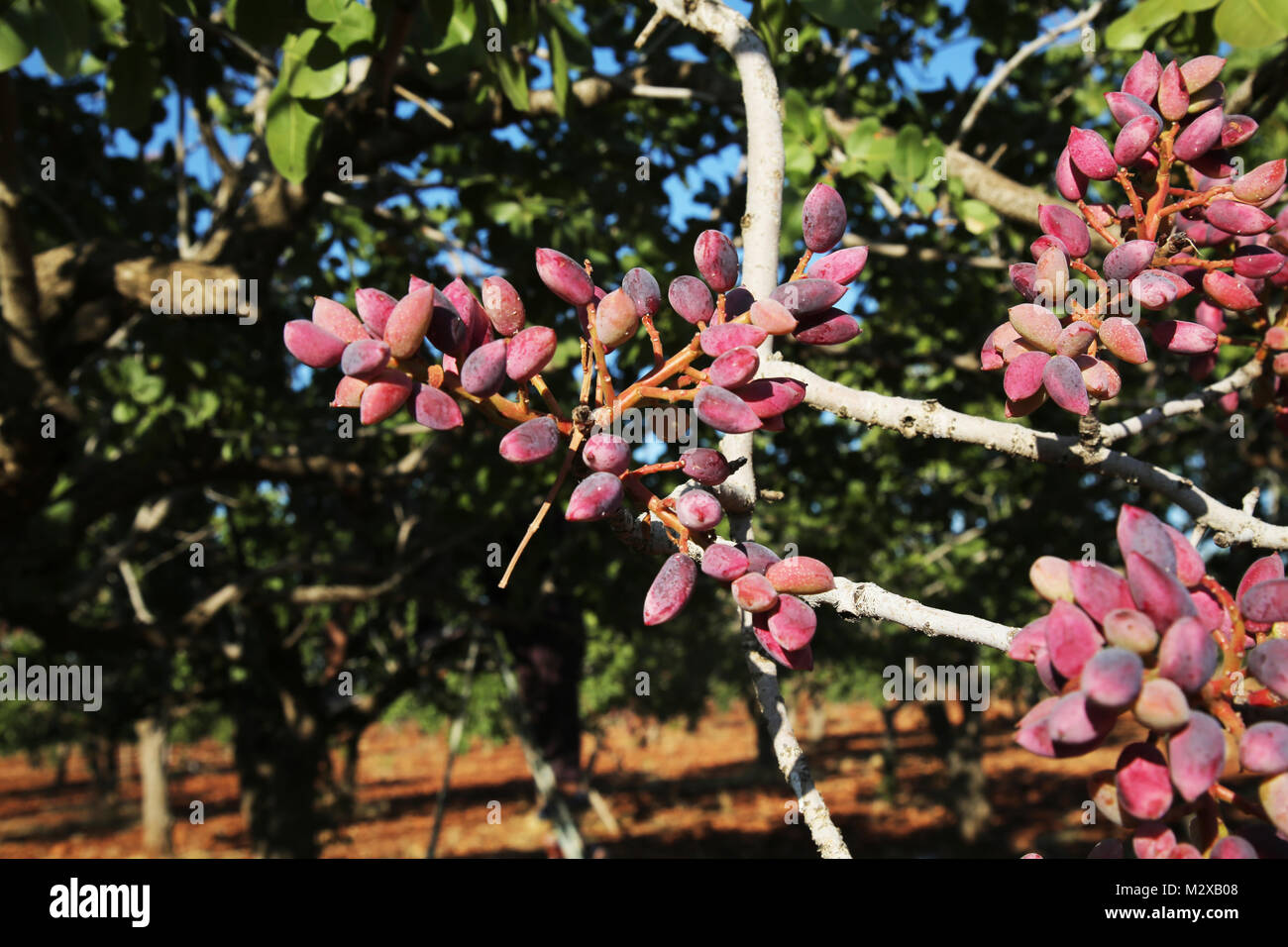 Pistaches poussent sur l'arbre en août dans le jardin de pistache à Gaziantep. Les pistaches sur une branche du pistachier. La lumière du jour. Close-up. Banque D'Images