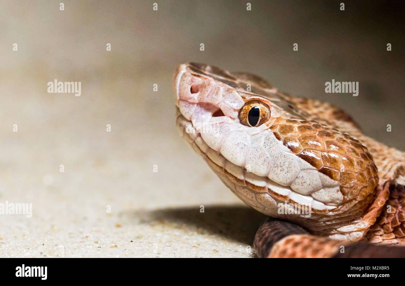 Plus près de la belle mais toxique copperhead snake Banque D'Images Plus près de la belle mais toxique copperhead snake Banque D'Images