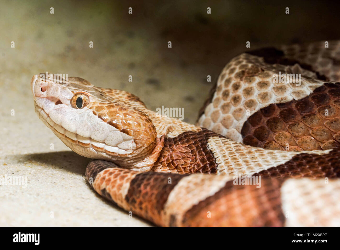 Plus près de la belle mais toxique copperhead snake Banque D'Images Plus près de la belle mais toxique copperhead snake Banque D'Images