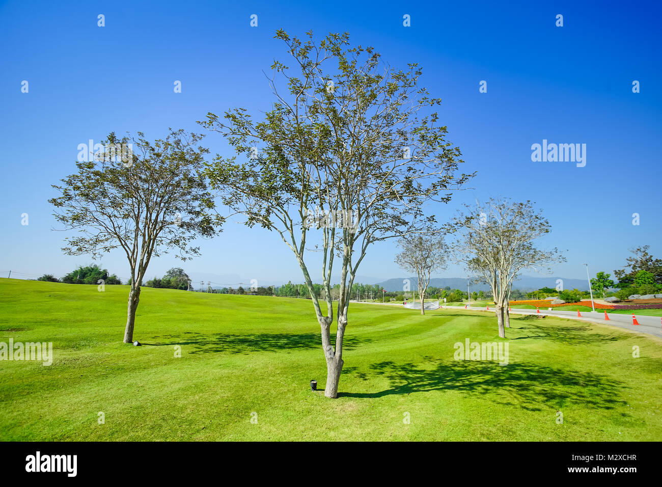 Bel arbre herbe verte et fond de ciel bleu Banque D'Images