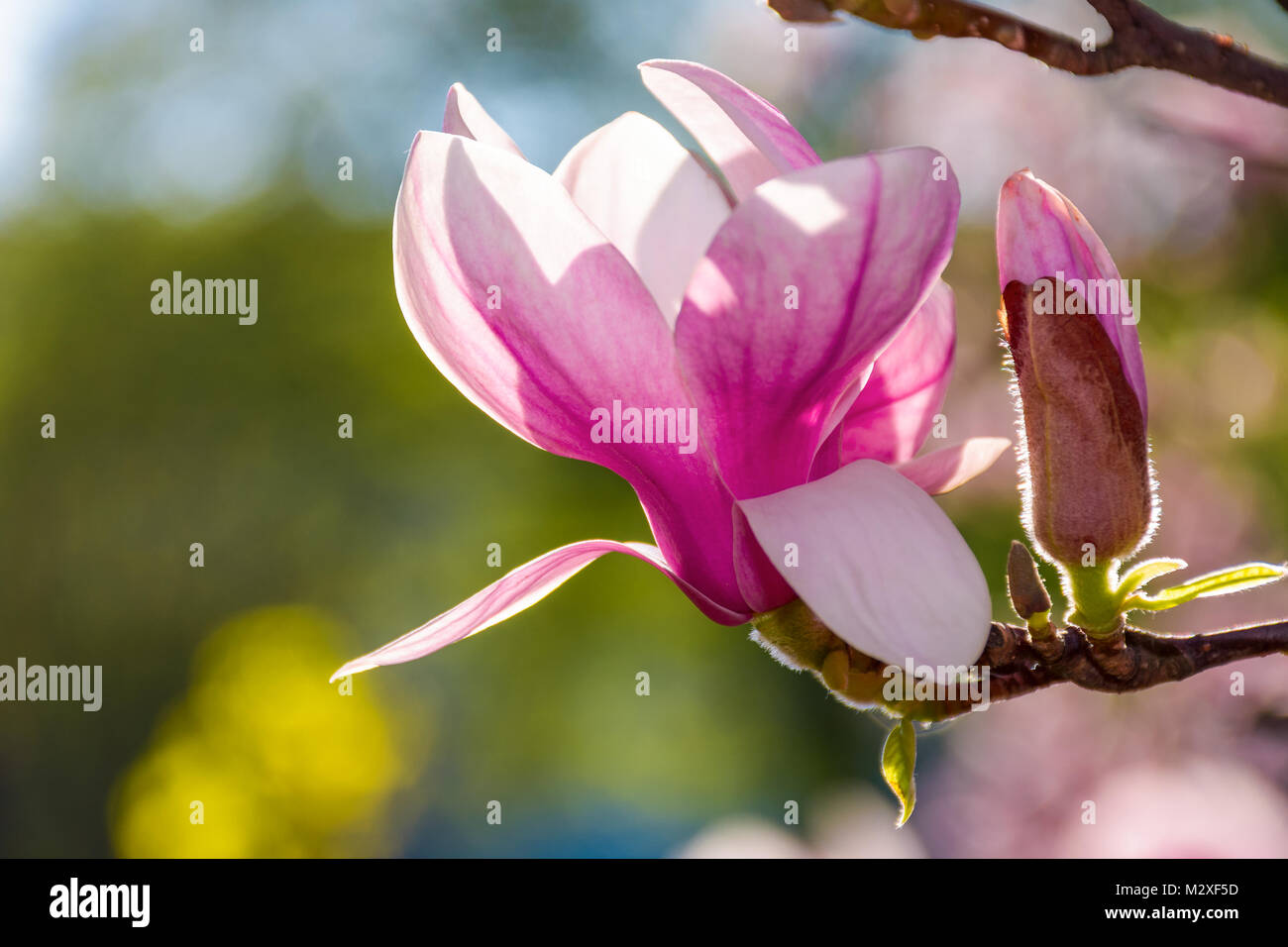 Magnolia fleurs close up avec une faible profondeur de champ sur un arrière-plan flou Banque D'Images