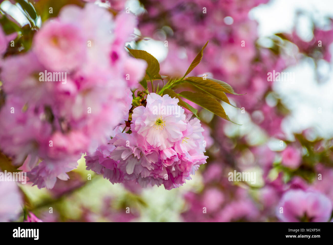 Fleurs roses délicates cerisiers japonais fleuri sur fond blury Banque D'Images