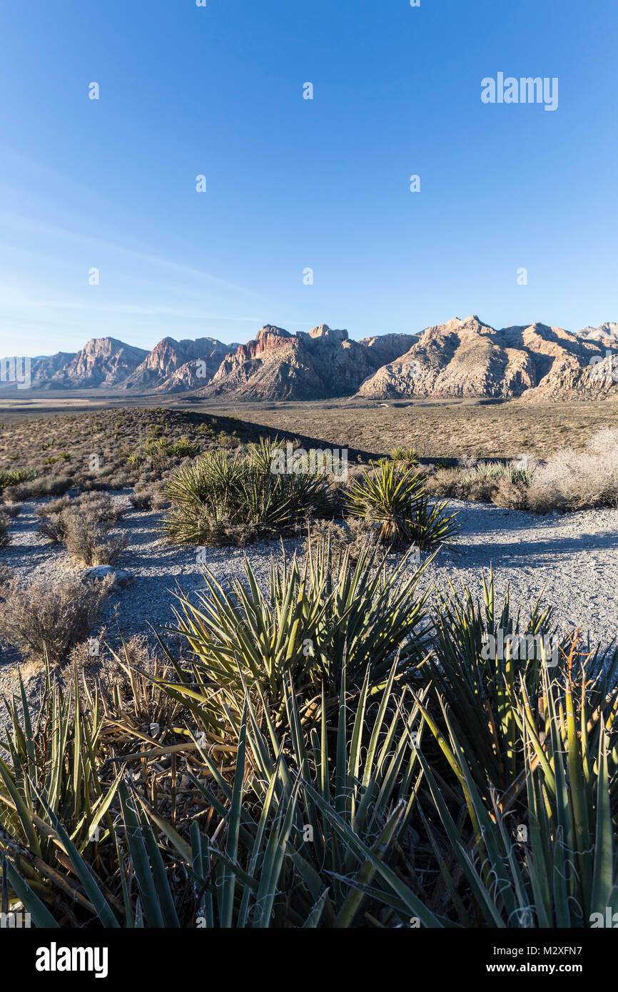 Voir tôt le matin à partir de la boucle panoramique donnant sur la route au Red Rock Canyon National Conservation Area près de Las Vegas au Nevada. Banque D'Images