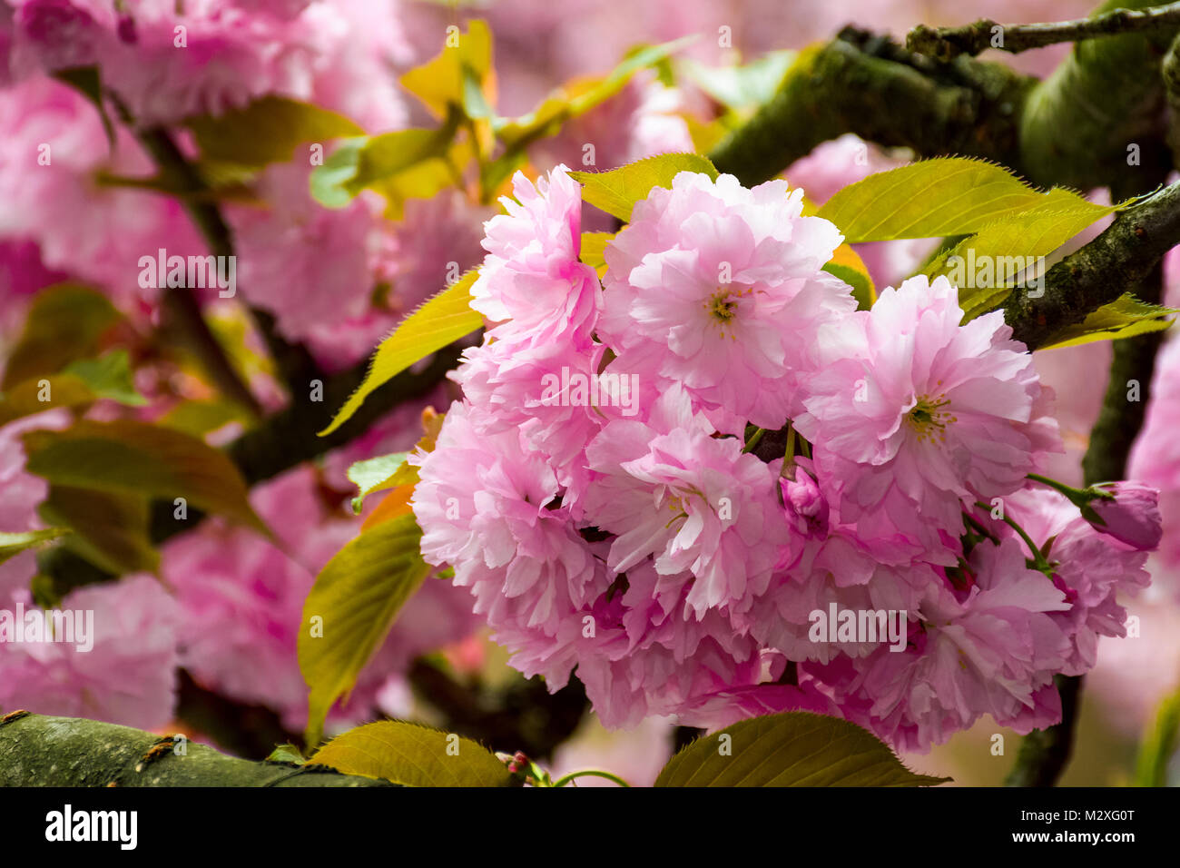 Fleurs roses délicates cerisiers japonais fleuri sur fond blury Banque D'Images