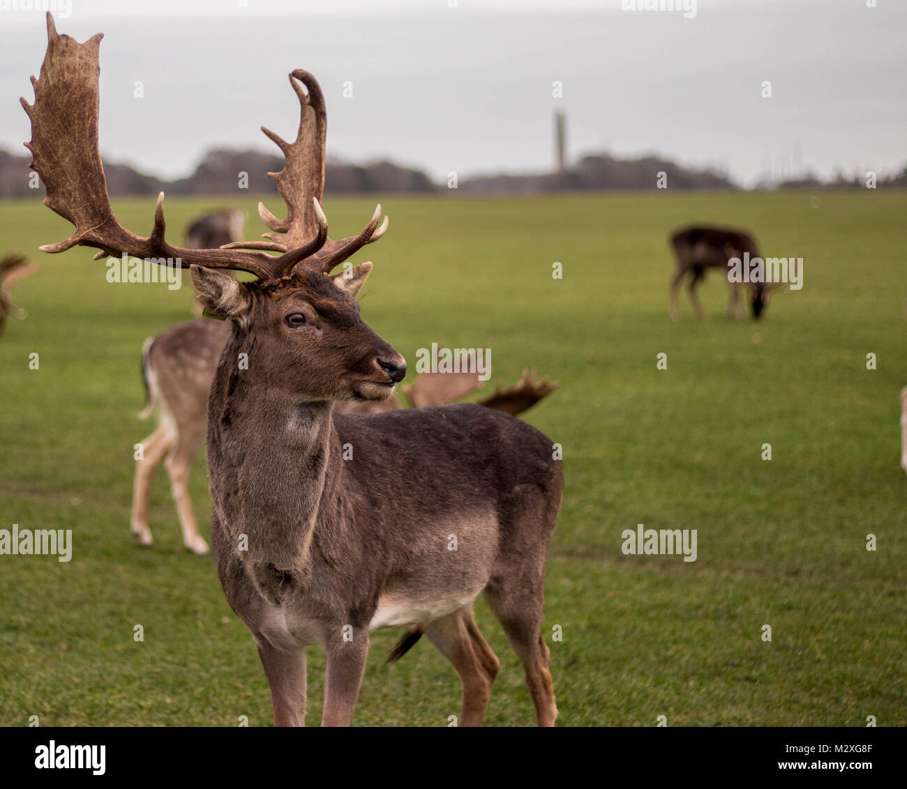 Un chevreuil dans Phoenix Park, Dublin. Banque D'Images