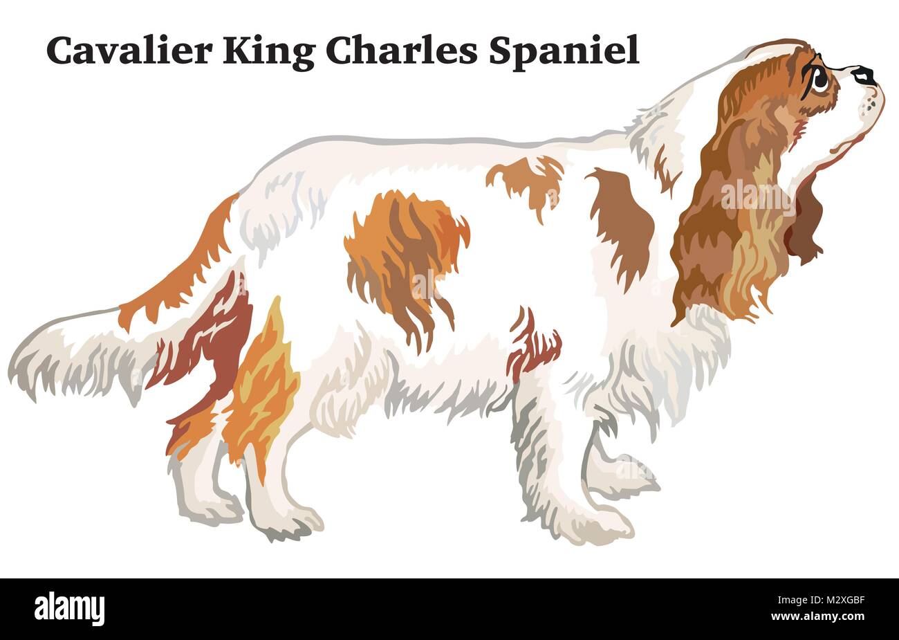 Portrait de l'article profil de chien Cavalier King Charles Spaniel, vector illustration colorées isolé sur fond blanc Illustration de Vecteur