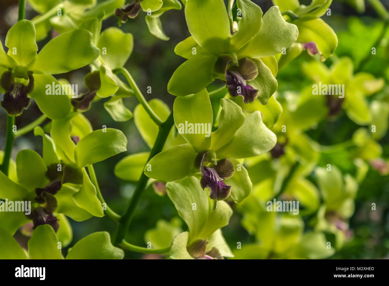 Belle Orchidée vert clair dans le jardin Banque D'Images