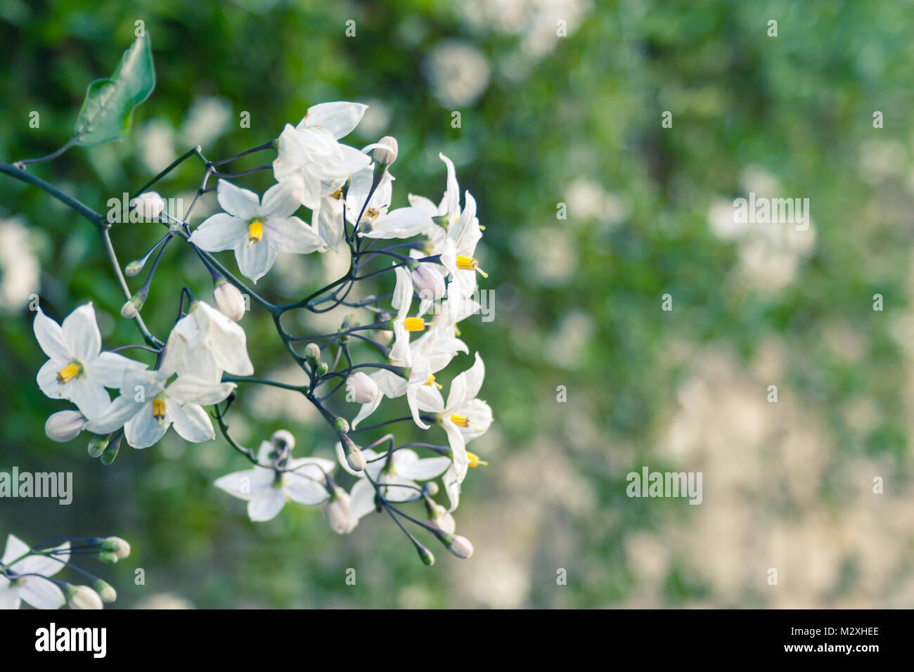 Five-Pointed Star Fleurs de jasmin Banque D'Images