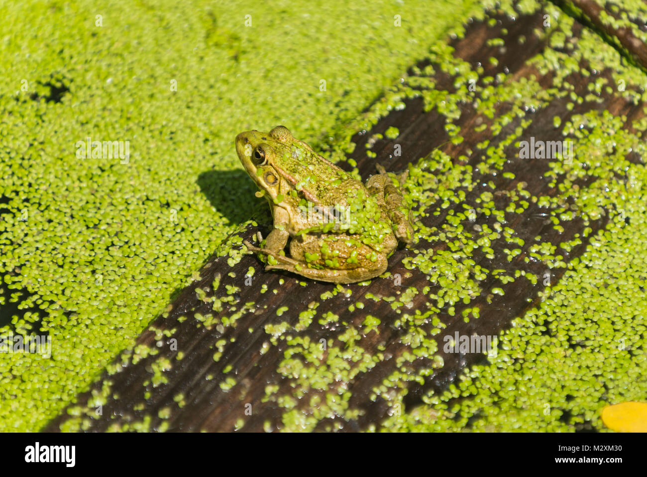 L'Allemagne, la grenouille verte, Rana esculenta. Banque D'Images