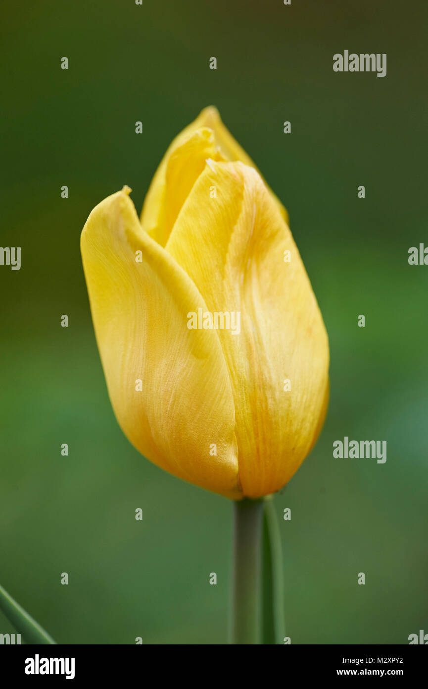 Jardin tulip Tulipa Gesneriana,, blossom, close-up Banque D'Images
