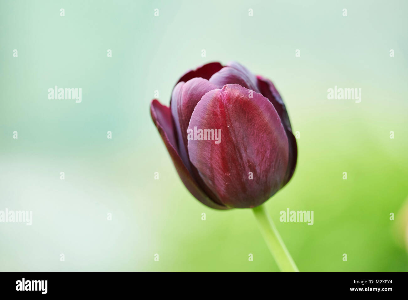Jardin tulip Tulipa Gesneriana,, blossom, close-up Banque D'Images