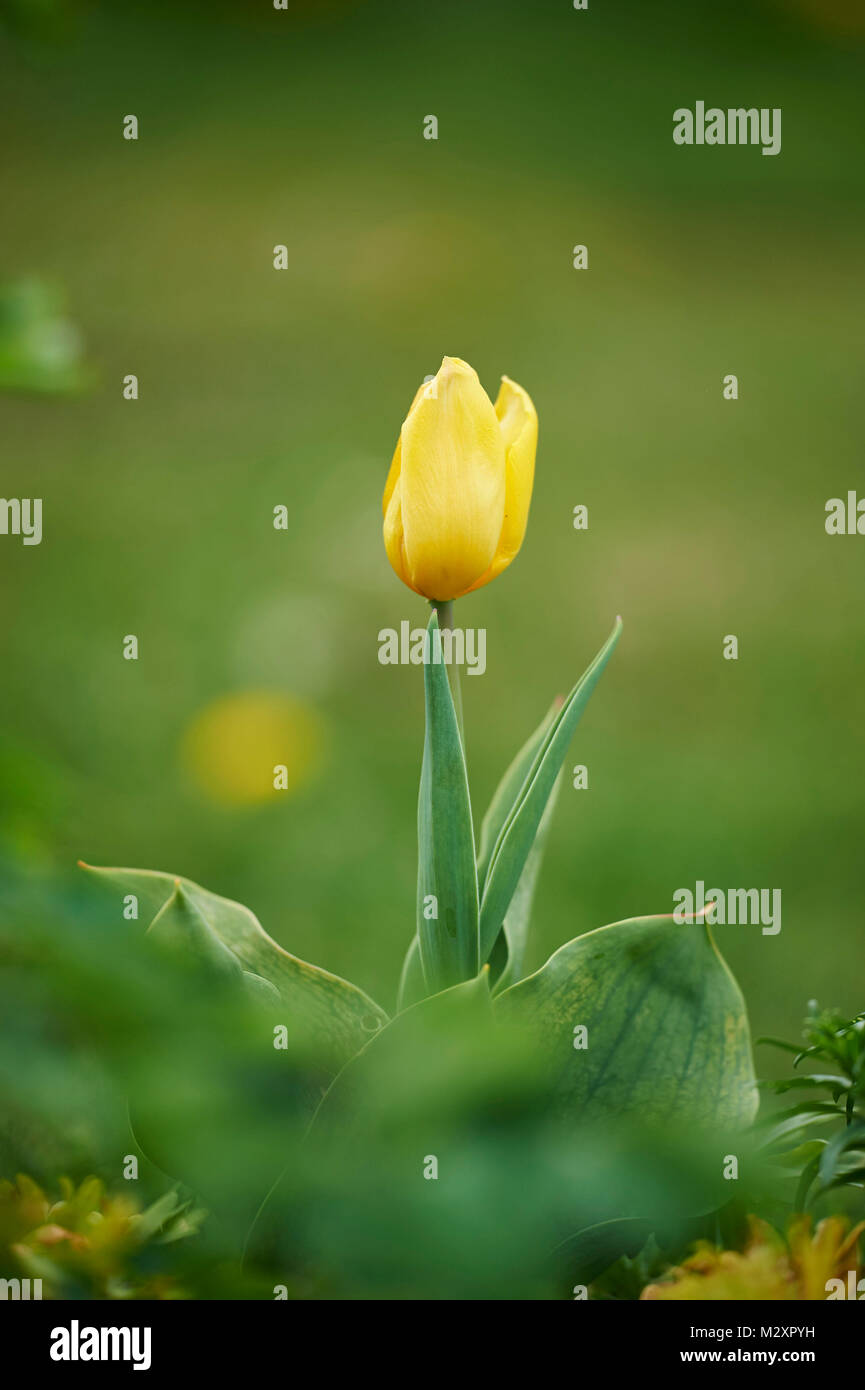Jardin tulip Tulipa Gesneriana,, blossom, close-up Banque D'Images