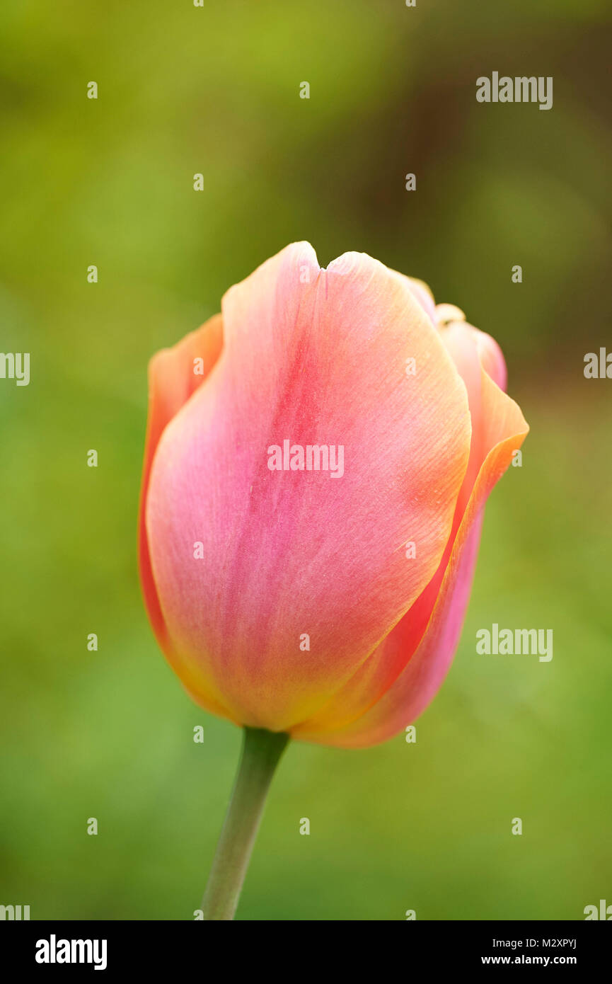 Jardin tulip Tulipa Gesneriana,, blossom, close-up Banque D'Images