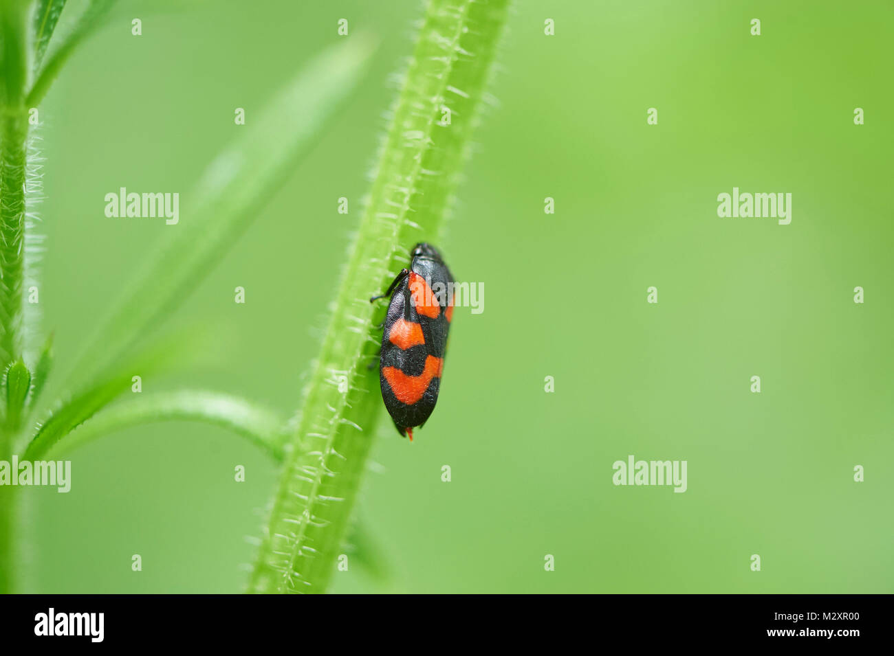 Black-et-rouge, froghopper Cercopis vulnerata, herbe, sidewise, grimper Banque D'Images