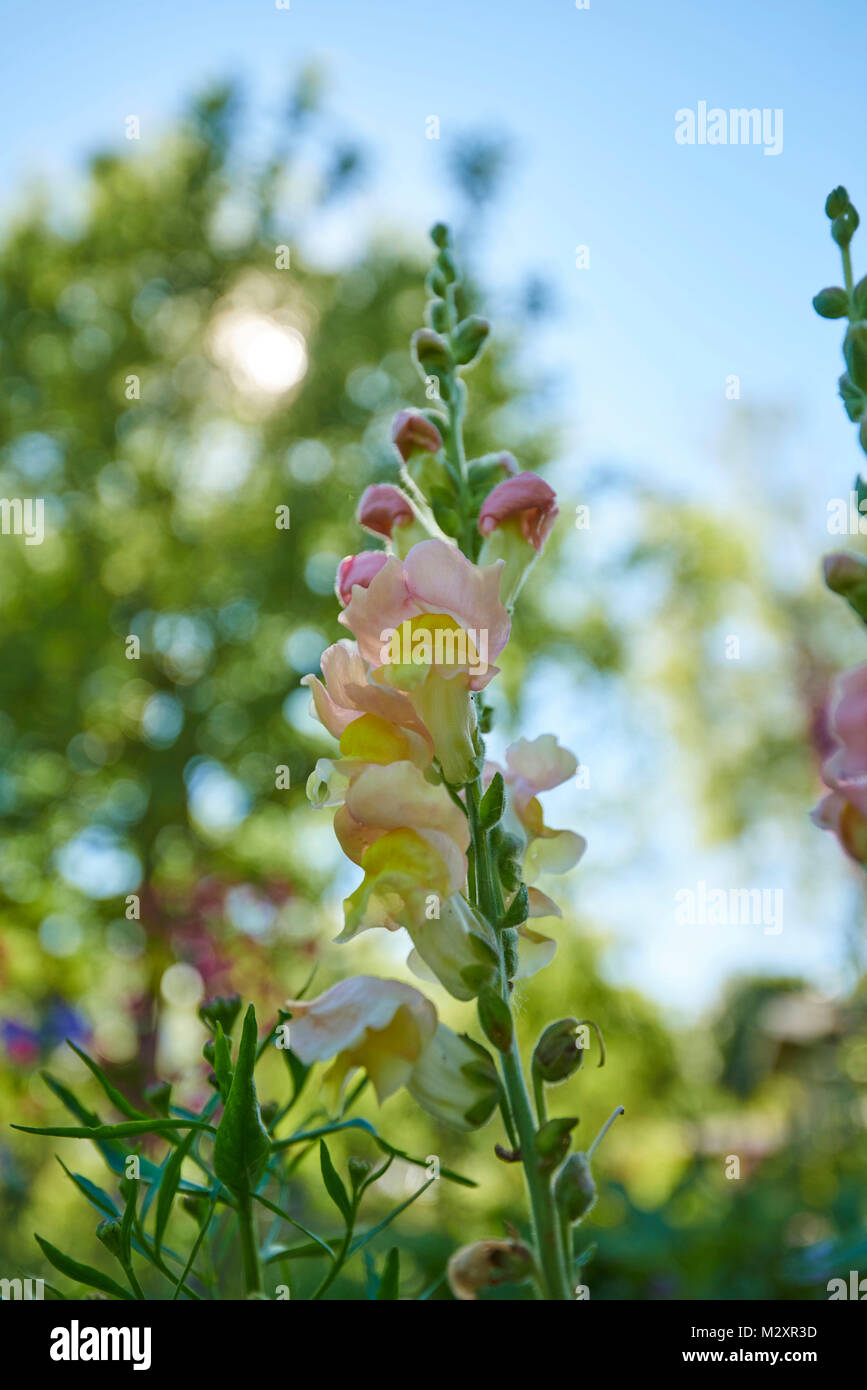 Muflier, Antirrhinum majus, fleurs, close-up Banque D'Images