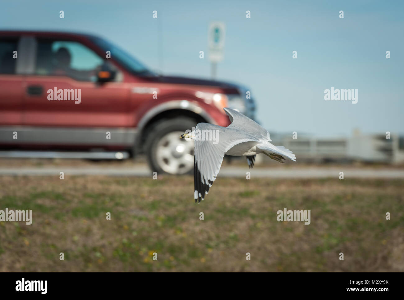 Sea Gull flying low à la masse avec la voiture dans l'arrière-plan Banque D'Images