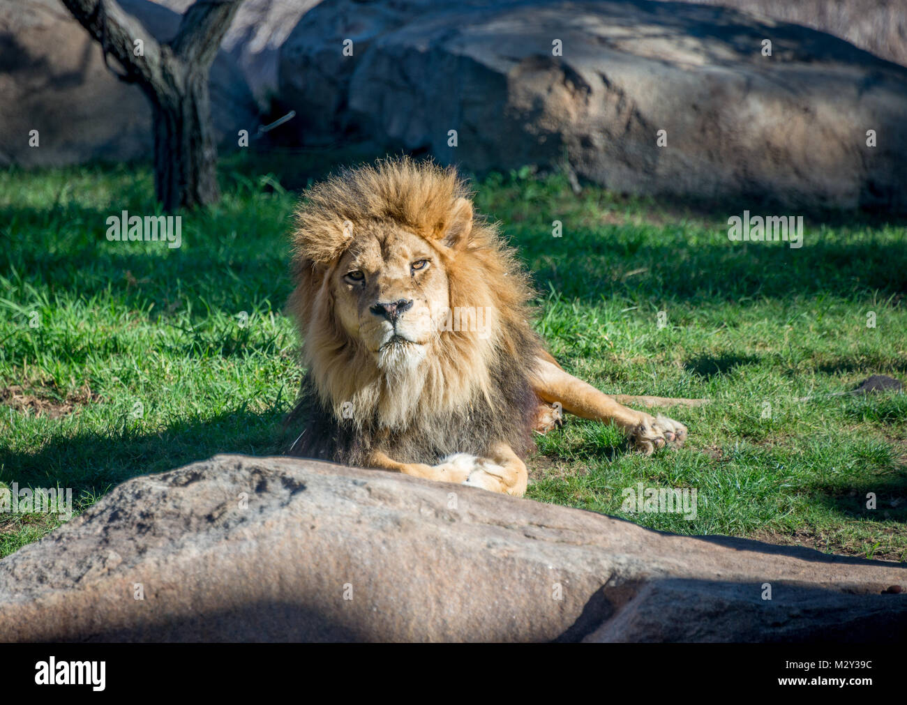 Bioparc Valencia Banque D'Images