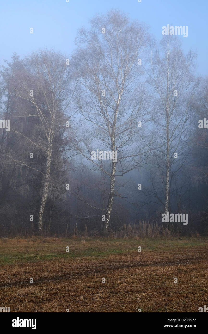 Misty humeur dans la lande, Kendlmühlfilzen,Bavière, Allemagne Banque D'Images