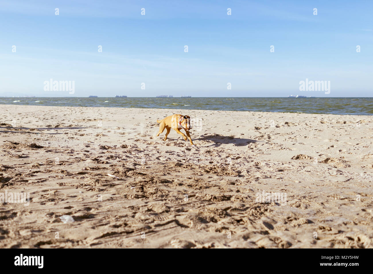 BROWN CHIEN JOUANT SUR LA PLAGE AVEC UN FRISBEE BLEU Banque D'Images