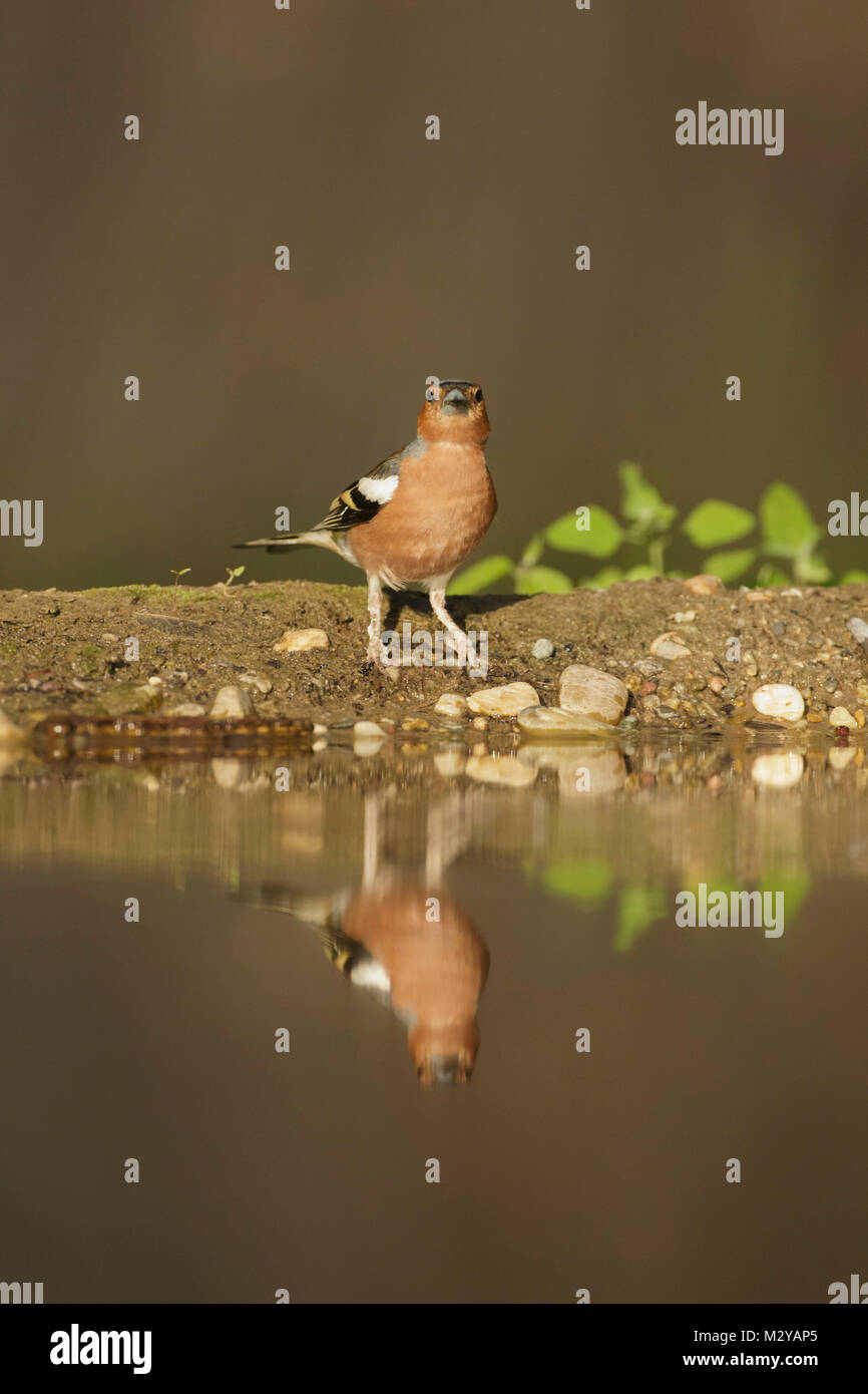 Common Chaffinch (Fringilla coelebs) mâle adulte, s'élevait à bord de piscine avec réflexion, en forêts, en Voïvodine, Serbie, juin Banque D'Images
