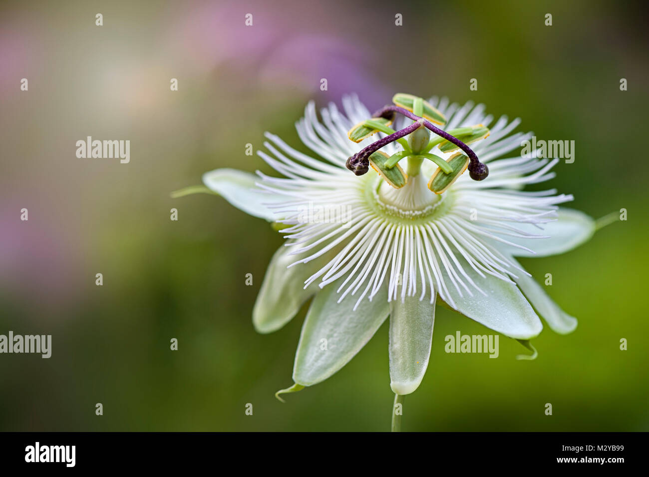 Image en gros plan de la fleur de la passion d'été Constance Elliot - Passiflora contre un backfound Banque D'Images