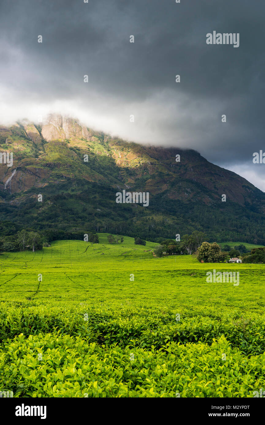 Plantation de thé sur le mont Mulanje, Malawi, Afrique Banque D'Images