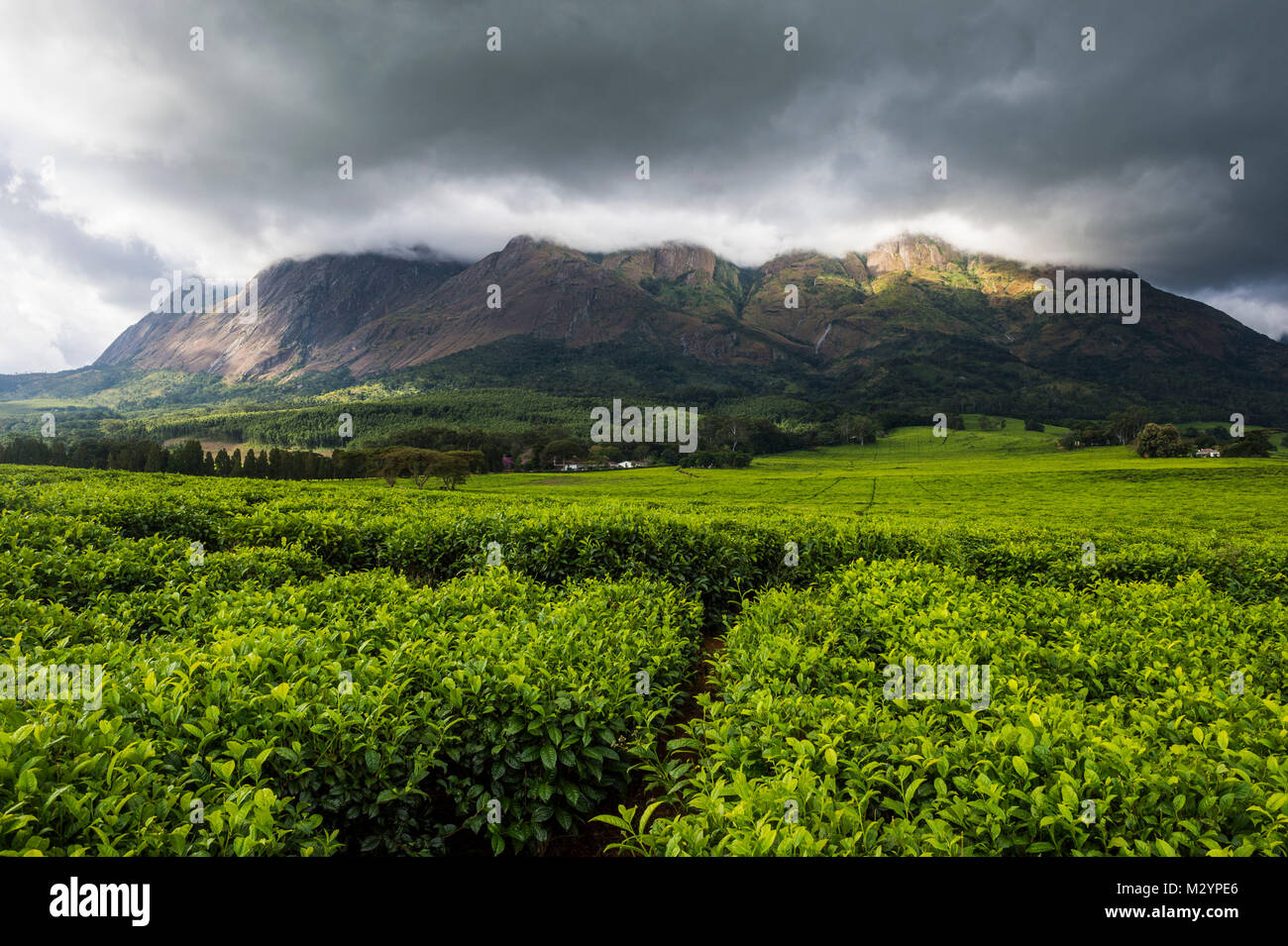 Plantation de thé sur le mont Mulanje, Malawi, Afrique Banque D'Images