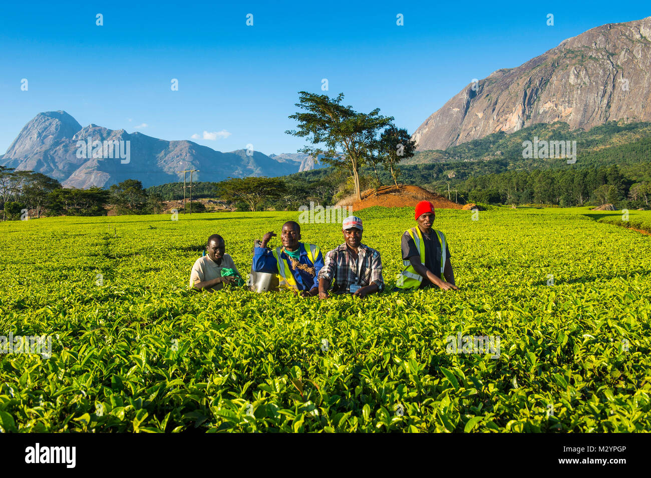 Les cueilleurs de thé sur une plantation de thé sur le mont Mulanje, Malawi, Afrique Banque D'Images