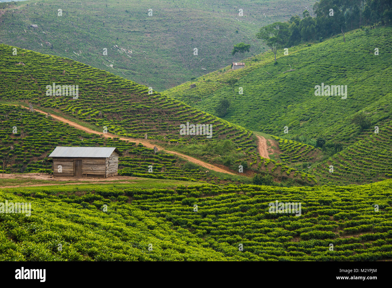 La plantation de thé dans les montagnes du sud de l'Ouganda, l'Afrique Banque D'Images