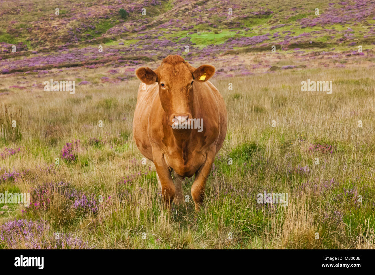 L'Angleterre, Devon, Dartmoor, vache dans le champ Banque D'Images