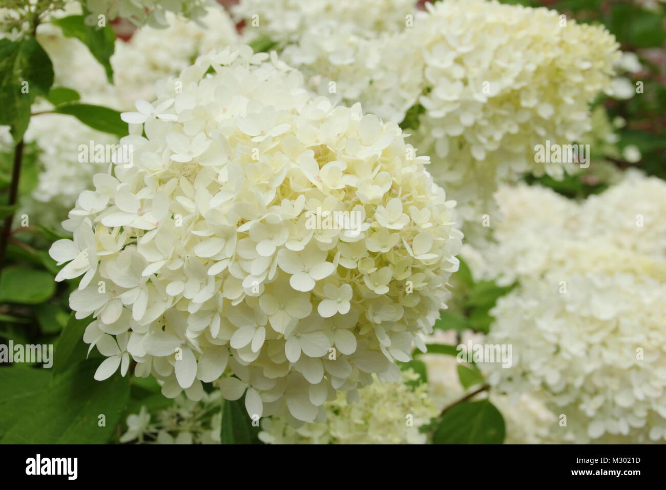Panicularate Hydrangea 'Grandiflora' en fleur dans une fleur d'été (août), frontière UK Banque D'Images