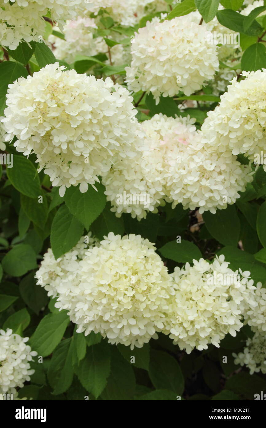 Panicularate Hydrangea 'Grandiflora' en fleur dans une fleur d'été (août), frontière UK Banque D'Images