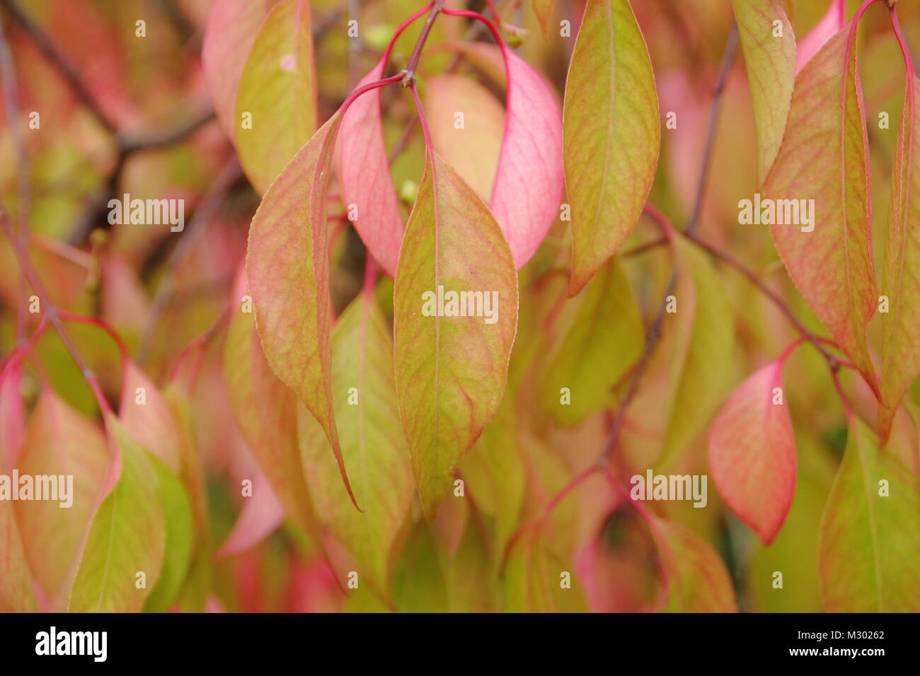 Euonymus bungeanus 'Dart's Pride', l'arbre de fusée, affichant des teintes du feuillage d'automne à la fin de l'été, UK Banque D'Images