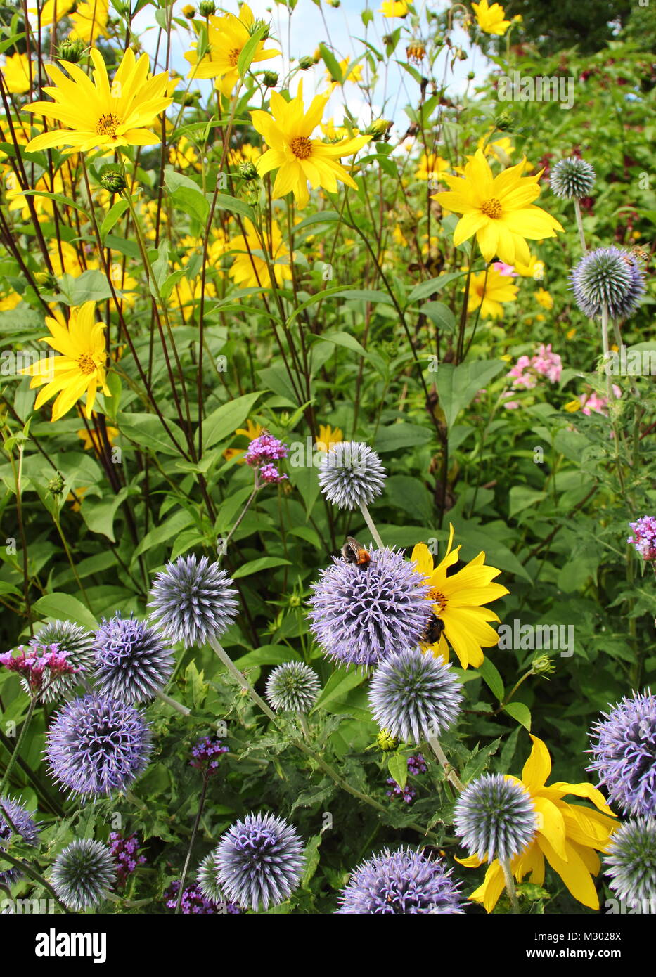 Trachycarpus fortunei et rudbeckia. Chardons (Globe) ecinops et rudbeckia dans la fleur d'un jardin anglais de la frontière à la fin de l'été UK Banque D'Images